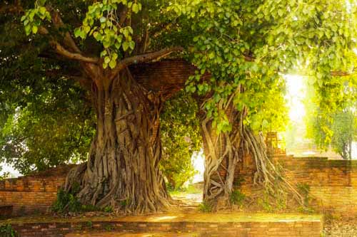 Harmony Within Sanctuary