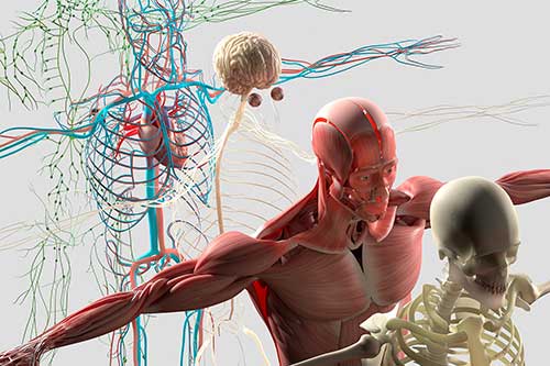 Anatomy and Physiology