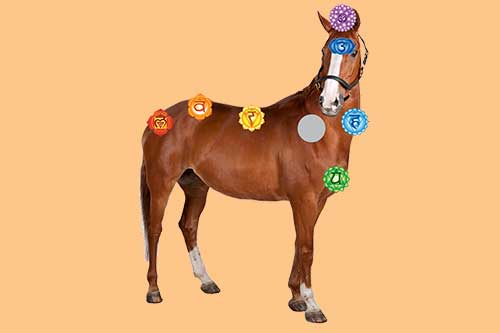 Chakras in Animals
