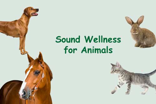 sound Wellness for Animals